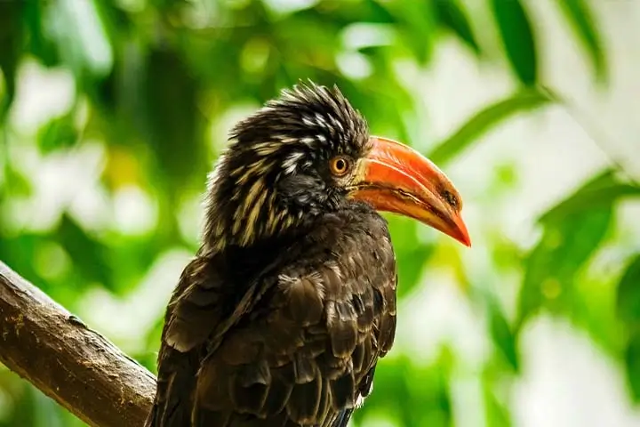 Crowned Hornbill